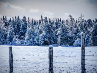 winter, snow, fence wallpaper