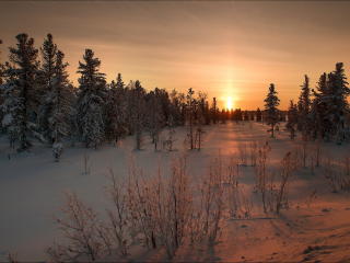 winter, snow, sunset wallpaper