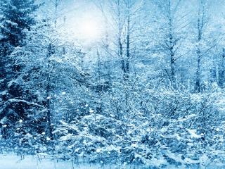 winter, snow, trees wallpaper