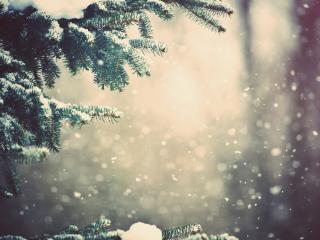 winter, spruce, branches wallpaper