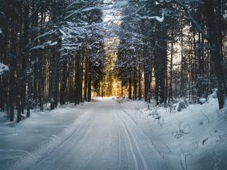 winter, trees, forest Wallpaper