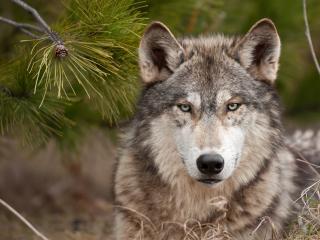 wolf, muzzle, predator wallpaper