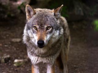 wolf, predator, snout wallpaper