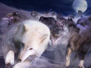 wolves, pursuit, rage Wallpaper