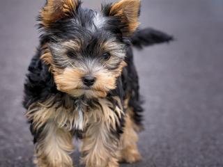 yorkshire terrier, dog, puppy wallpaper