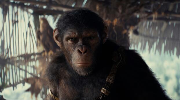 2024 Kingdom of the Planet of the Apes Movie Wallpaper 768x1024 Resolution