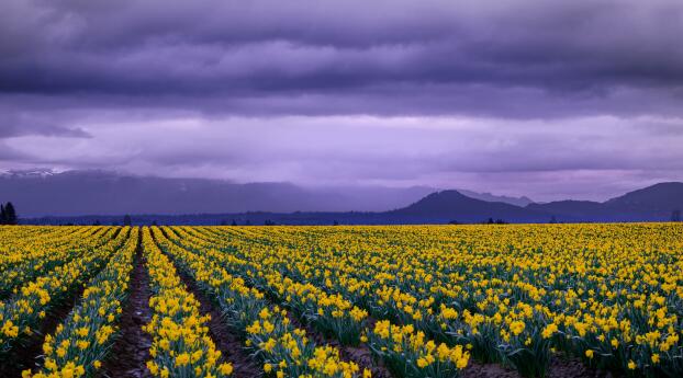 4K Daffodil Field Wallpaper