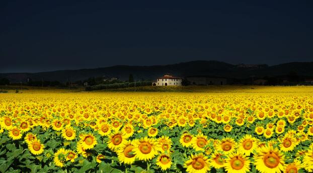 5K Sunflower Field House Wallpaper 1440x1440 Resolution