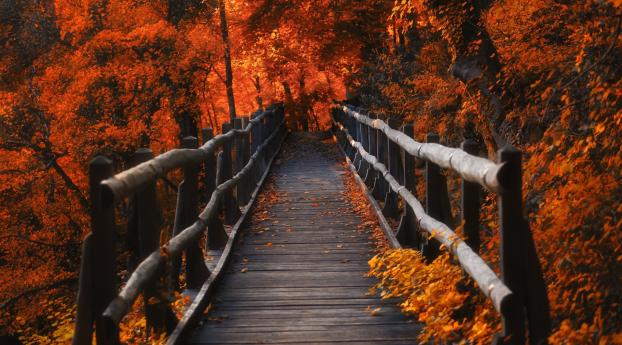 A Bridge in Autumn Season Wallpaper 1440x1440 Resolution