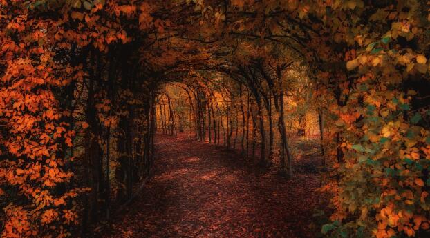 A Path to Remember 4K Wallpaper 1600x400 Resolution