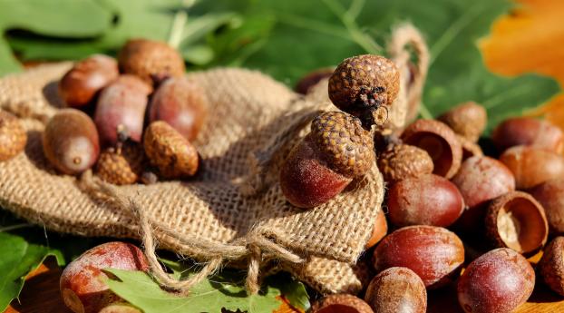 acorns, bag, nuts Wallpaper