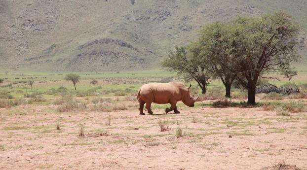 africa, rhino, trees Wallpaper 960x544 Resolution