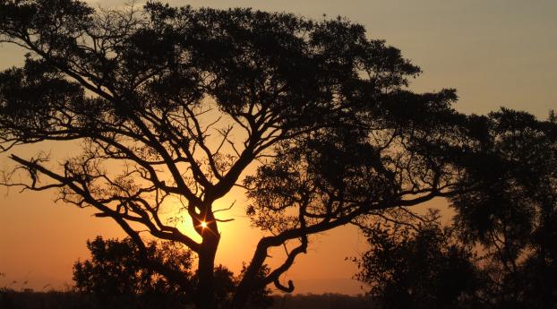 africa, sunset, trees Wallpaper 640x960 Resolution