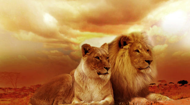 African Lion And Lioness Wallpaper 1200x400 Resolution