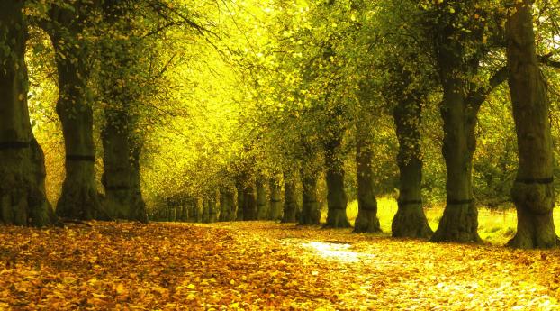 alley, foliage, autumn Wallpaper 320x568 Resolution