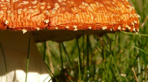 amanita, mushroom, grass Wallpaper 1920x1200 Resolution