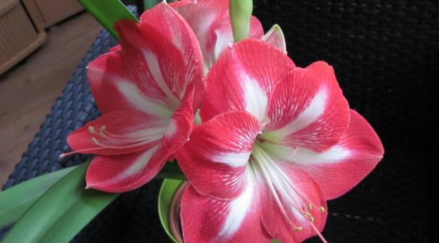 amaryllis, flower, two-color Wallpaper 640x1136 Resolution