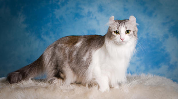 american curl, cat, fluffy Wallpaper 1440x2560 Resolution
