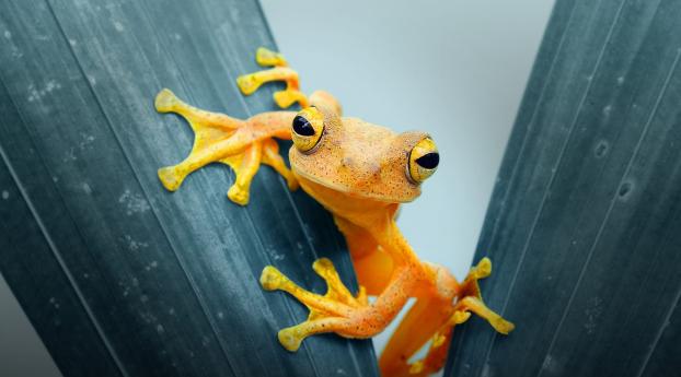 Amphibian HD Frog Wallpaper 480x484 Resolution