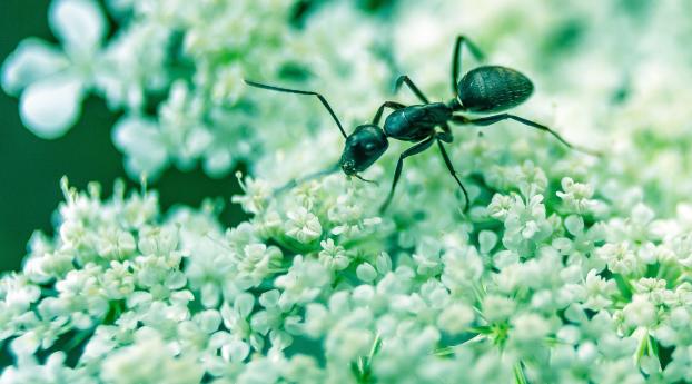 ant, insect, flowers Wallpaper 2160x3840 Resolution