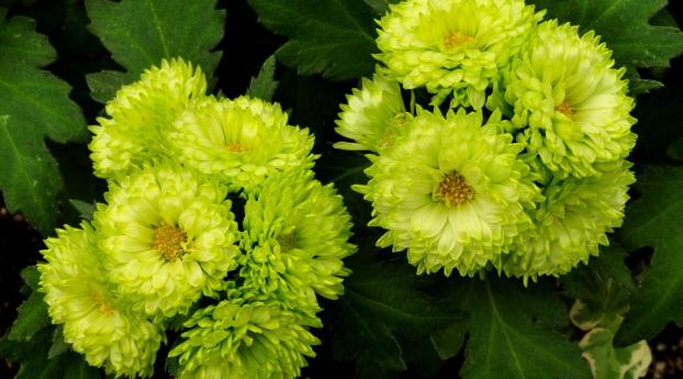 asters, light green, flower Wallpaper 2560x1800 Resolution