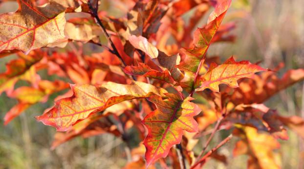 autumn, foliage, branches Wallpaper 3840x2160 Resolution