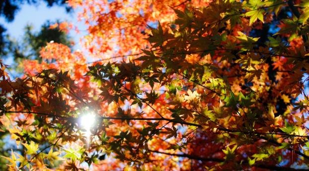 autumn, foliage, trees Wallpaper 2560x1080 Resolution