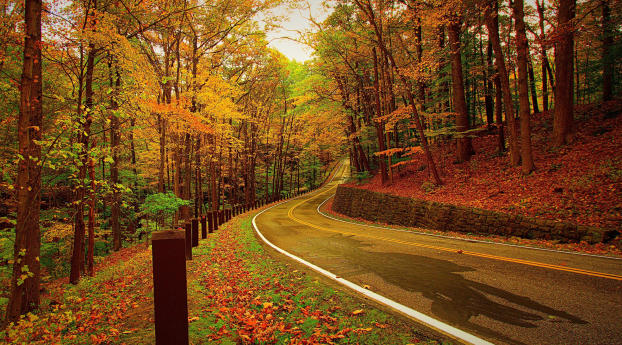 autumn, forest, road Wallpaper 1280x720 Resolution