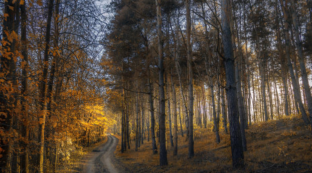 autumn, forest, trail Wallpaper 480x854 Resolution