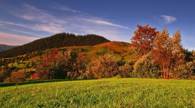 autumn, grass, trees Wallpaper 1440x2880 Resolution