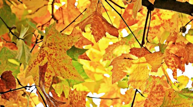 autumn, leaves, branches Wallpaper 640x1136 Resolution