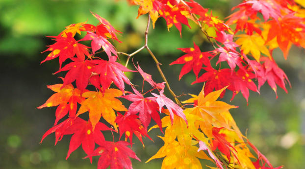 autumn, leaves, flowers Wallpaper 640x1136 Resolution