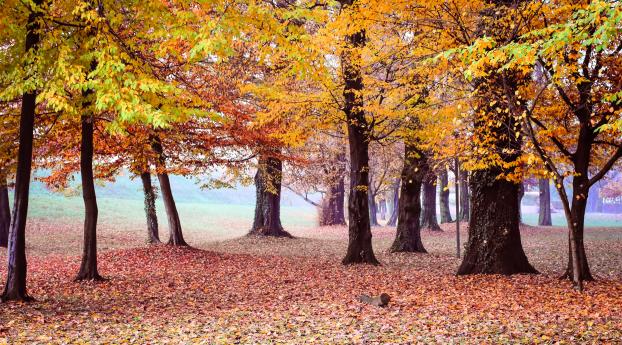 autumn, park, trees Wallpaper 1920x1200 Resolution