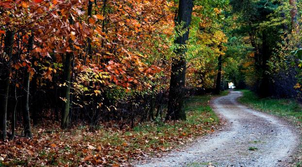 autumn, trail, trees Wallpaper 1336x768 Resolution