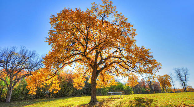 autumn, trees, grass Wallpaper 2560x1700 Resolution