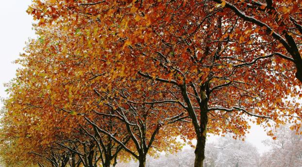 autumn, trees, winter Wallpaper 1600x900 Resolution