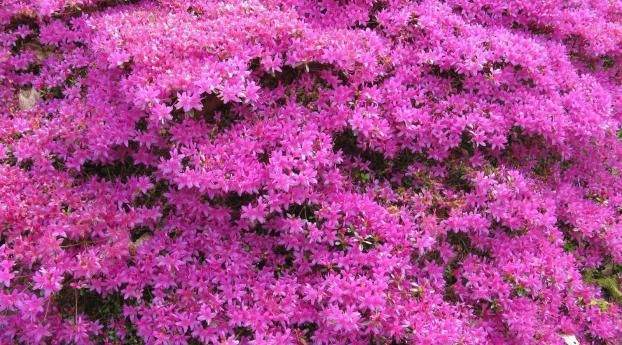 azalea, flowering, shrubs Wallpaper 1600x256 Resolution