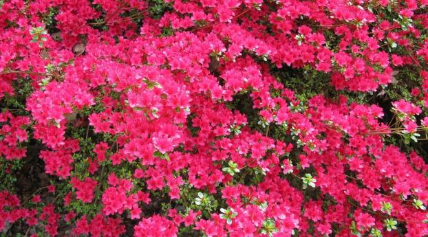 azalea, shrub, bloom Wallpaper 1080x2520 Resolution