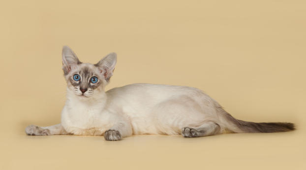 bali, balinese, balinese cat Wallpaper 1600x600 Resolution