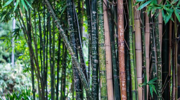 bamboo, plant, inscriptions Wallpaper 480x484 Resolution