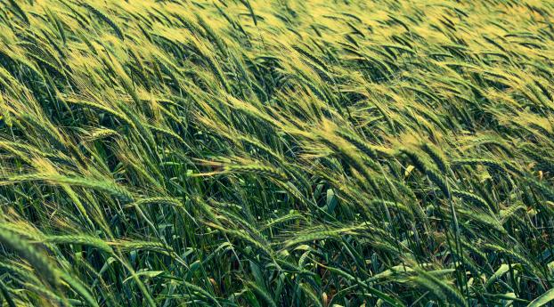 barley, cereals, field Wallpaper 320x240 Resolution