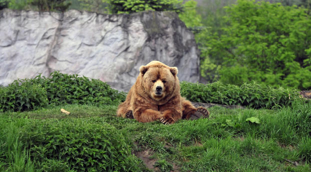 bear, brown, grass Wallpaper 360x640 Resolution