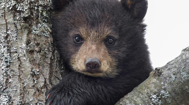 bear, cub, eyes Wallpaper