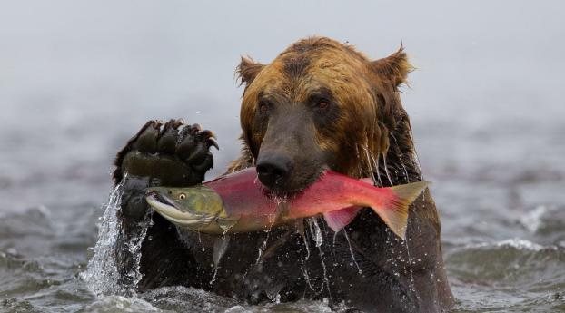 bear, fish, fishing Wallpaper