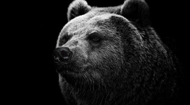 bear, grizzly bear, eyes Wallpaper 1668x238 Resolution