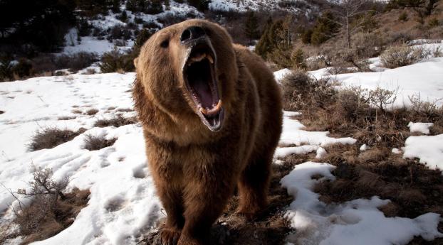 bear, teeth, angry Wallpaper