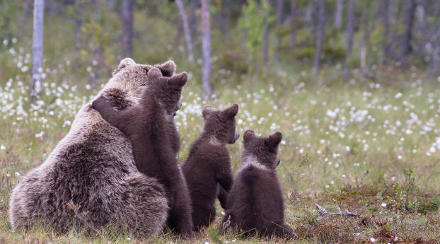 bears, cubs, grass Wallpaper 1600x256 Resolution