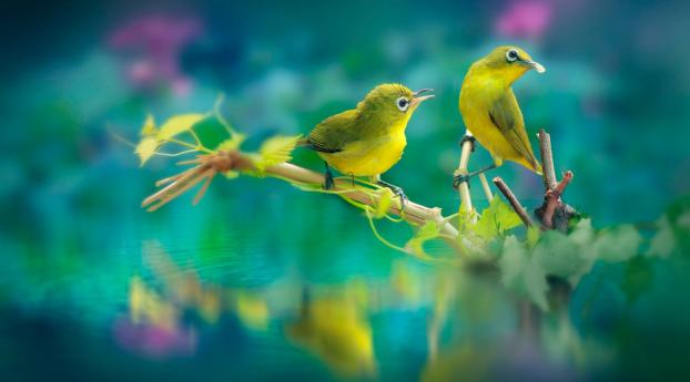 Beautiful Birds Wallpaper 1600x400 Resolution