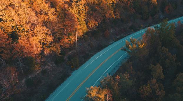 Beautiful Road And Forest In Fall Wallpaper 360x640 Resolution