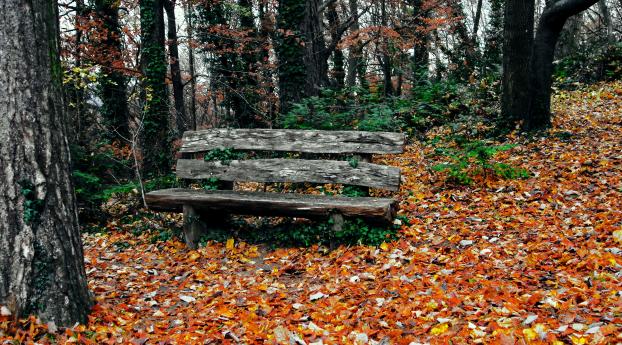 bench, autumn, park Wallpaper 2160x3840 Resolution